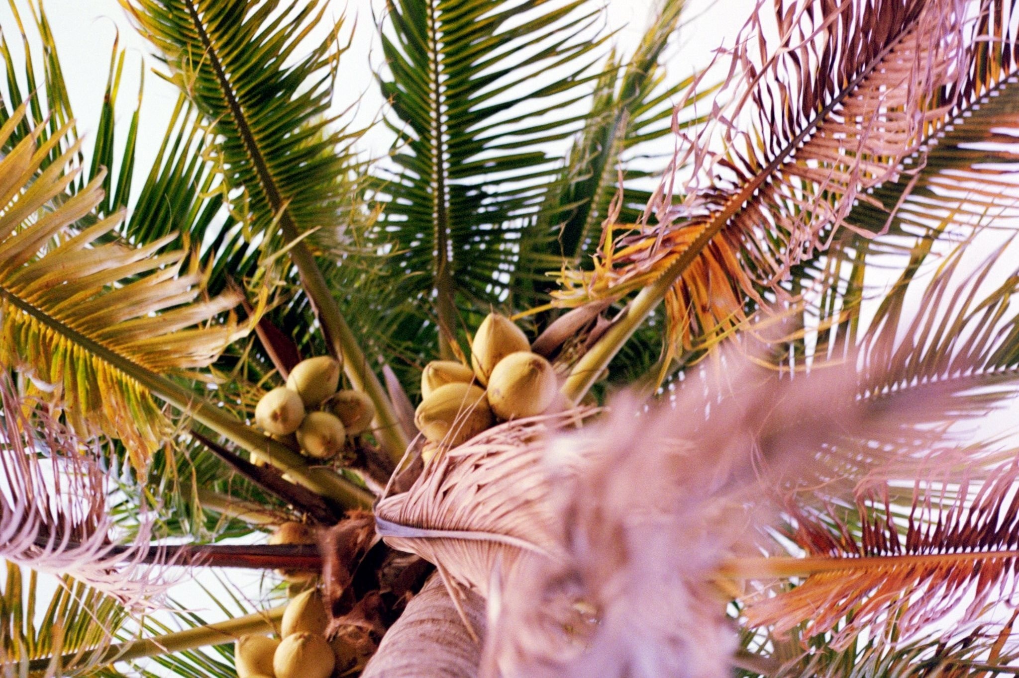 Palm tree